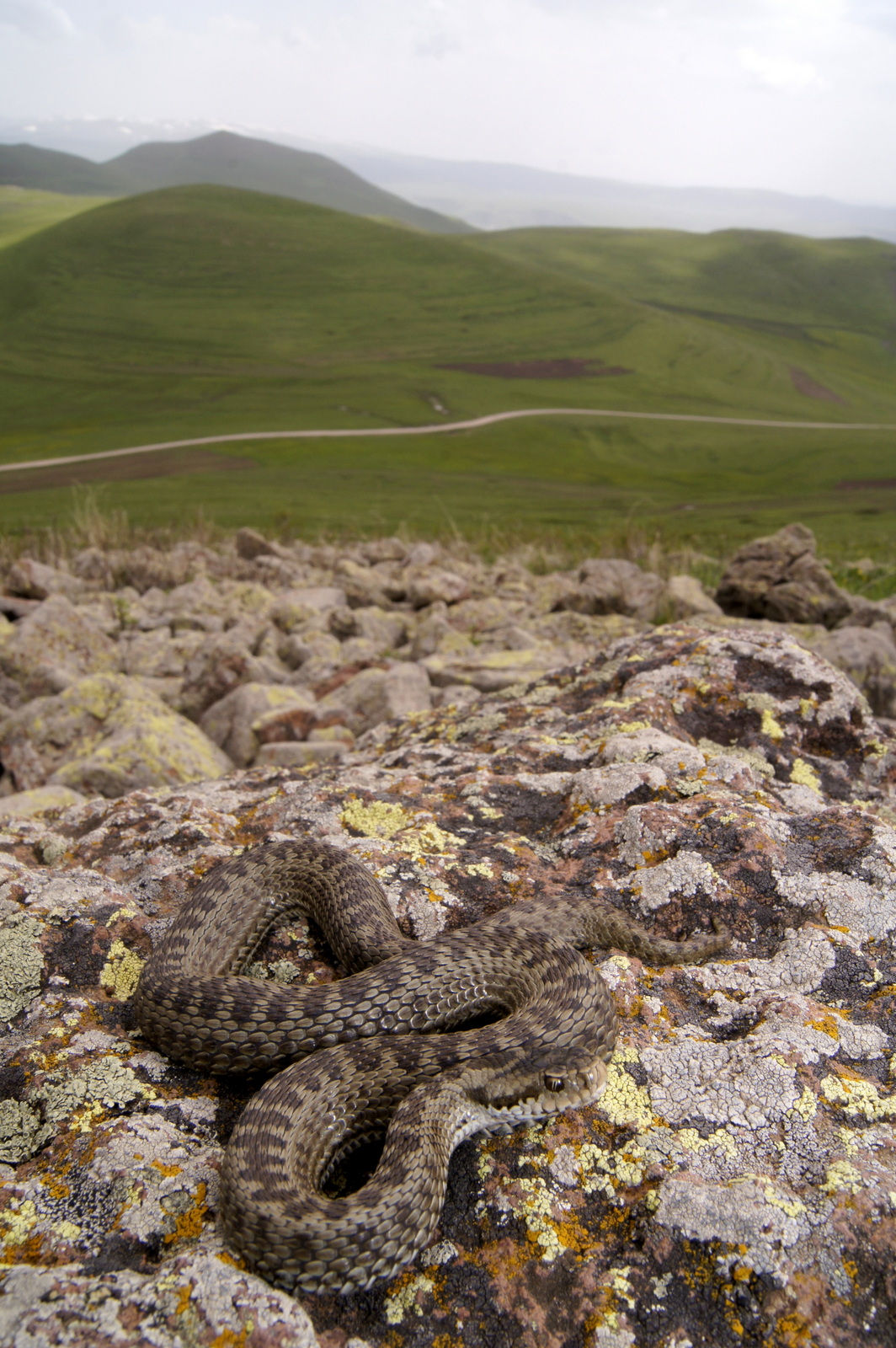 Eastern Darevsky's Viper (Vipera d. darevskii)